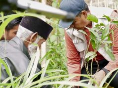 Safari Menanam, Bupati Sumbawa Tegaskan Berantas Ilegal Logging